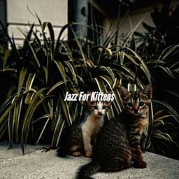 Jazz For Kittens - Dinner & Jazz Radio