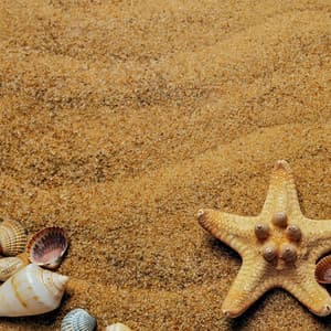 1 Coastal Night: Starfish And Seashells - Coastal Sounds