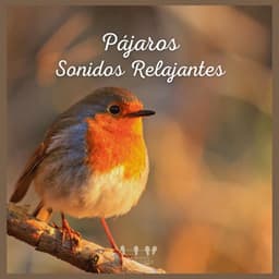 Pájaros: Sonidos Relajantes - Sonidos De Pajaros