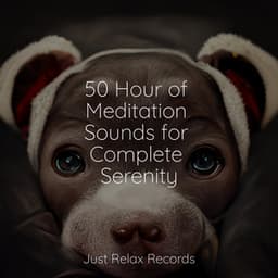 50 Hour of Meditation Sounds for Complete Serenity - Bird Sounds