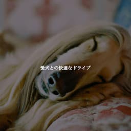 愛犬との快適なドライブ - French Jazz Lounge