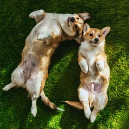 Meditation Retreat: Tranquil Dog Environment Soundscape - Dog Relax