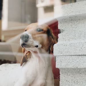 Feelings for Doggy Moments - Sleeptime for Dogs