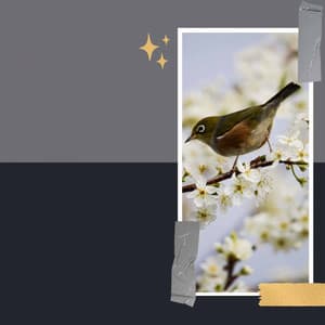 Aromatherapy - Relaxing Nature Sounds