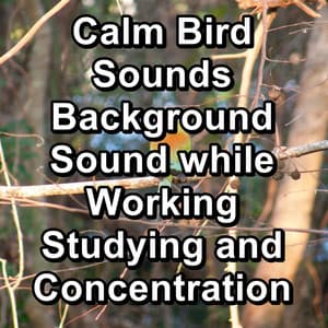 Calm Bird Sounds Background Sound while Working Studying and Concentration - Rain