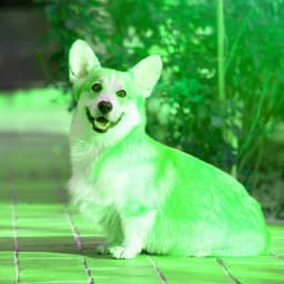 Ambiance for Puppy Blues - Calma Música para Perros