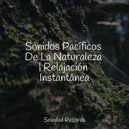 Sonidos Pacíficos De La Naturaleza | Relajación Instantánea - Musica Para Meditacion Profunda