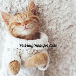 Purring Rain for Cats - Rain & Thunder