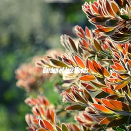 Garden of Jazz Moods - Upbeat Morning Music