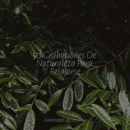50 Grabaciones De Naturaleza Para Relajarse - kinderliedjes