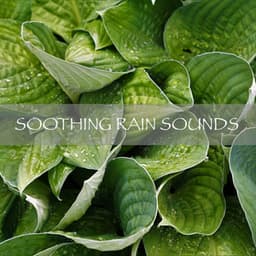 Soothing Rain Sounds - Nature Recordings
