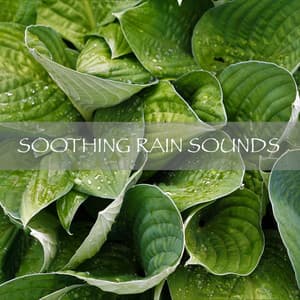 Soothing Rain Sounds - Nature Recordings