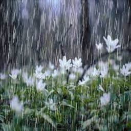 Gentle Rain Showers and Angry Thunderstorms - White Noise Nature Sound Baby Sleep