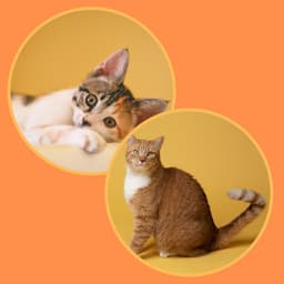 Echoes of Kitty Cats - Cat Relax