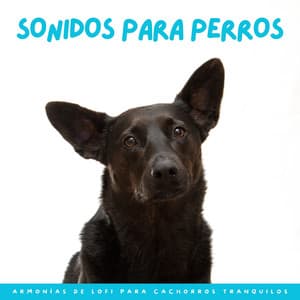 Sonidos Para Perros: Armonías De Lofi Para Cachorros Tranquilos - Sonidos pop de baja fidelidad