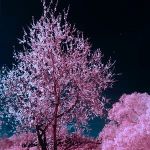 Meditation Moods - Reiki Sounds