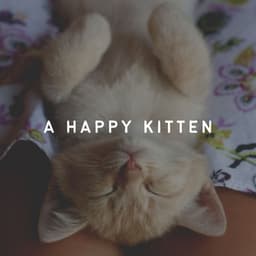 A Happy Kitten - Cat Music