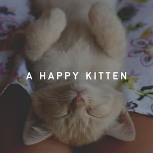 A Happy Kitten - Cat Music