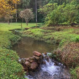 Focus Concentration Lofi Acoustic Guitar in Tropical Nature - Relaxing Acoustic Guitar Nature