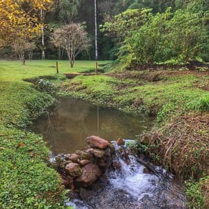 Focus Concentration Lofi Acoustic Guitar in Tropical Nature - Relaxing Acoustic Guitar Nature