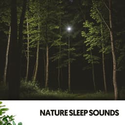 Nature Sleep Sounds: Enchanting Lullabies from Mother Earth - Ruido Blanco Hart