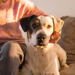 Rasgueos Juguetones: Música De Guitarra Para Perros - Musica Relajante de Guitarra Principal