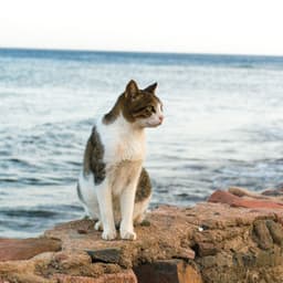 Whisker Waves: Binaural Serenade in Nature's Oceanic Realm for Cats - Binaural Frequencies