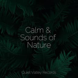 Calm & Sounds of Nature - White Noise Relaxation
