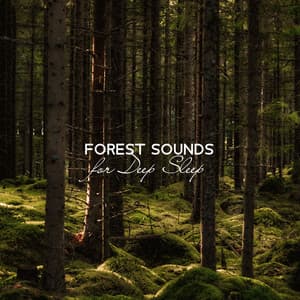 Forest Sounds for Deep Sleep: Insomnia Treatment, Relaxing Sleep Music, Nature Sounds for Trouble Sleeping - Stages of Sleep Music Universe