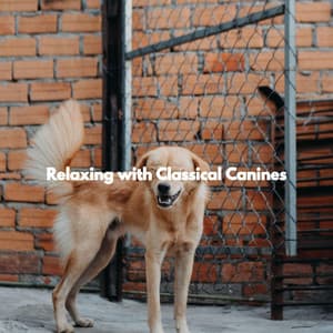 Relaxing with Classical Canines - Dog Music Therapy