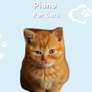 Piano For Cats - Pet Music Therapy