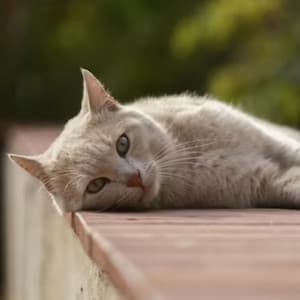 Purrfect White Noise Serenity: Harp and Chill Sound for Relaxed Cats - Dinner Music Chill