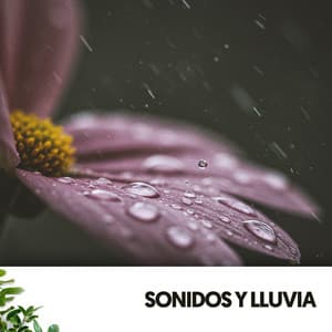 Sonidos y Lluvia: Melodías de la naturaleza - Dog Relaxation