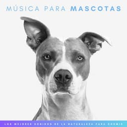 Música Para Mascotas: Los Mejores Sonidos De La Naturaleza Para Relajar Animales - Sonidos Naturaleza