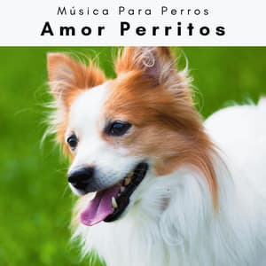 2023 Amor Perritos - Música Para Perros