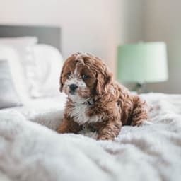 Jazz Violin - Background for Midsummer Pups - Dog Music Zone