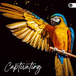 Captivating - Nature Soundscapes