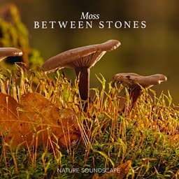 Moss Between Stones - Nature Soundscape