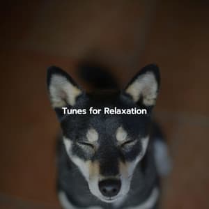 Tunes for Relaxation - Evening Jazz Chill