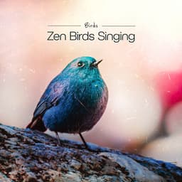 Zen Birds Singing - Birds