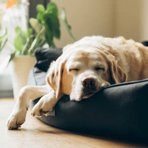 Soft Dog Music for Comfortable Sleep - ASMR Zen Garden