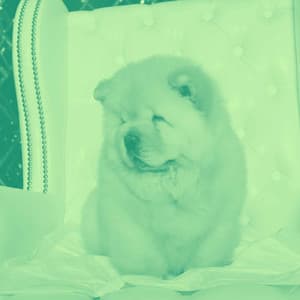 Echoes of Dreamy Doggo - Chill My Pooch