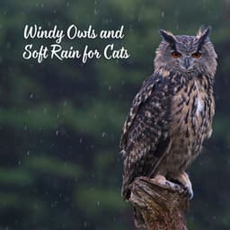 Windy Owls and Soft Rain for Cats - Rain Atmospheres
