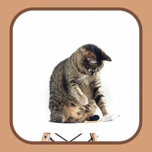 Music for Cat Relax Hour - Relaxing Music for Cats