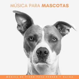 Música Para Mascotas: Música De Piano Para Perros Y Gatos - Música Relajada de Piano