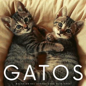 Gatos: Melodías Del Océano Para Relajarse - Musica para Gatos
