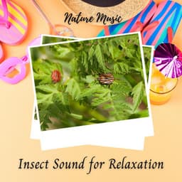 Nature Music: Insect Sound for Relaxation - Weather and Nature Recordings