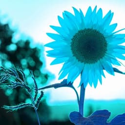 Piano Jazz Duo - Music for Needful September - Jazz Rilassante Ritmi