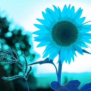 Piano Jazz Duo - Music for Needful September - Jazz Rilassante Ritmi