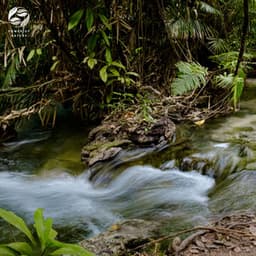 Jungle Noise Sound Symphony - Mother Nature Ambience